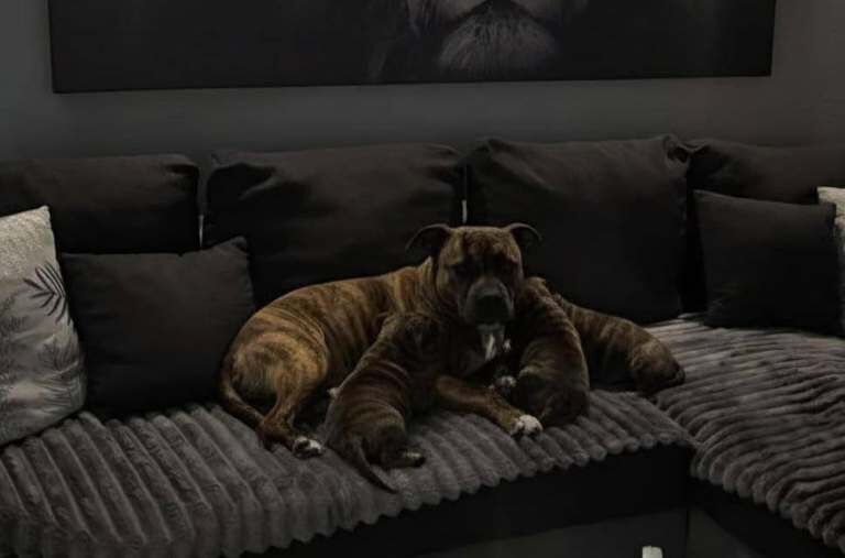 Staffordshire Bull Terrier puppies for sale in Barking, Greater London – 10 weeks old - Image 6 of 6