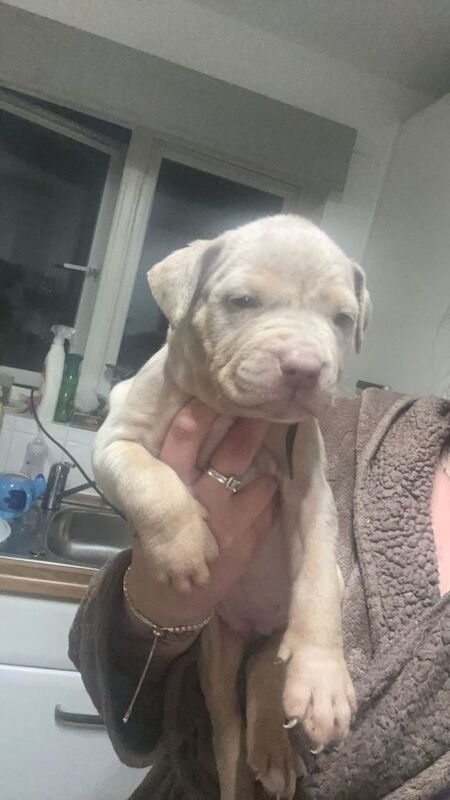 Staffordshire Bull Terrier Puppies For Sale Under £1,000