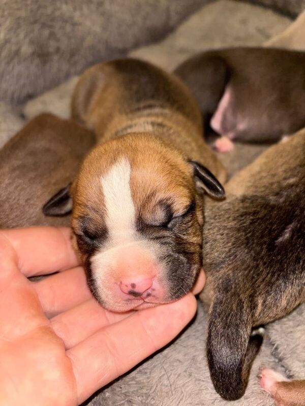 Staffordshire Bull Terrier puppies for sale in Carshalton, Greater London – 1 week old