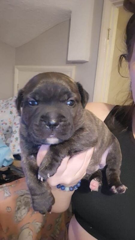 Staffordshire Bull Terrier puppies for sale in Croydon, Greater London – 4 weeks old