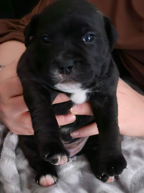 Staffordshire Bull Terrier puppies for sale in Croydon, Greater London – 4 weeks old - Image 2 of 3