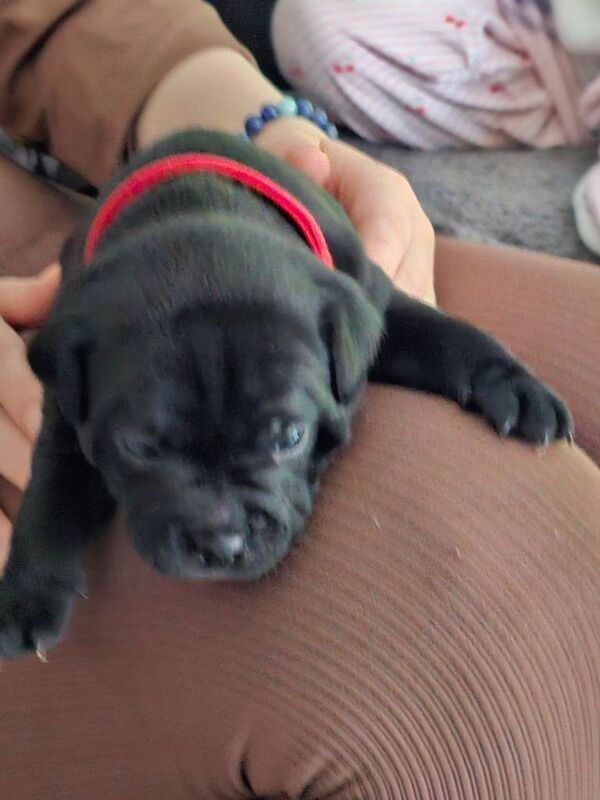 Staffordshire Bull Terrier puppies for sale in Croydon, Greater London – 4 weeks old - Image 3 of 3