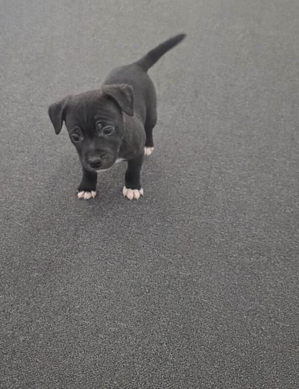 Staffordshire Bull Terrier puppies for sale in Newham, Cornwall – 9 weeks old