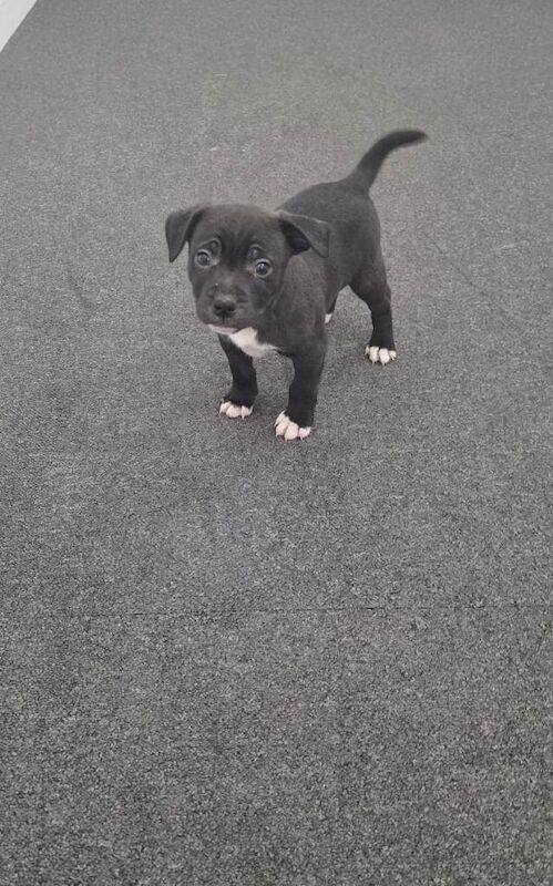 Staffordshire Bull Terrier puppies for sale in Newham, Cornwall – 9 weeks old - Image 2 of 3