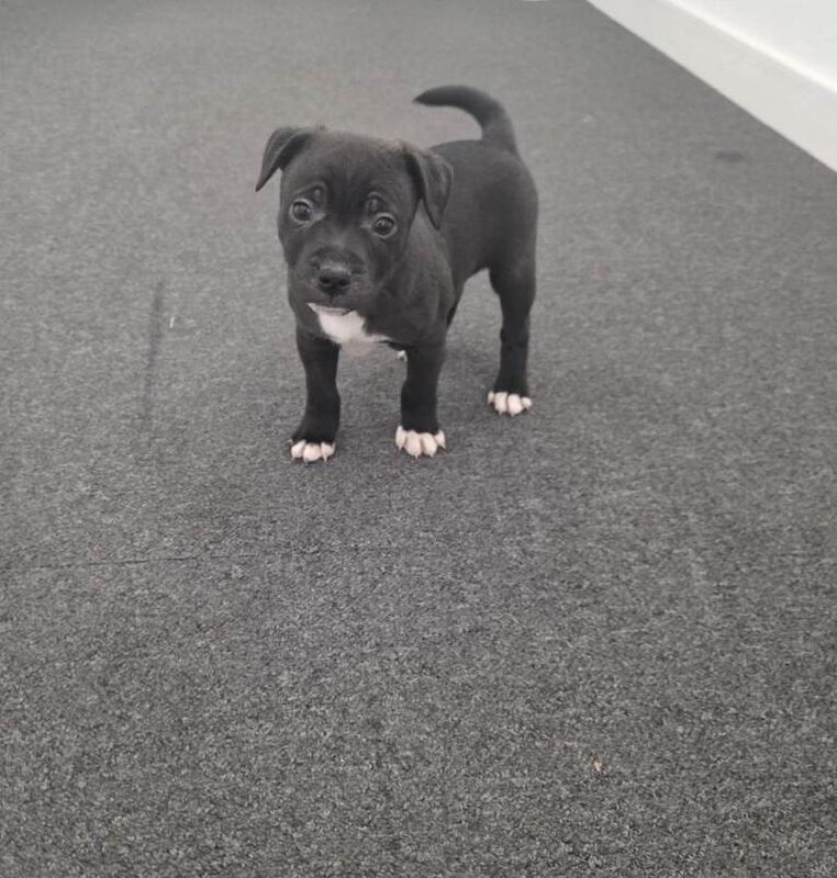 Staffordshire Bull Terrier puppies for sale in Newham, Cornwall – 9 weeks old - Image 3 of 3