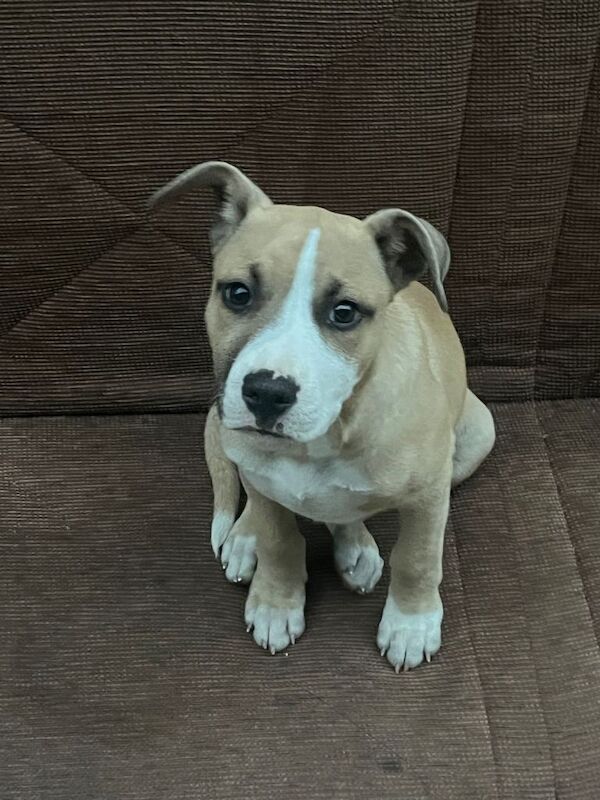 Staff puppy