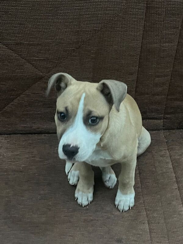 Staff puppy - Image 2 of 6
