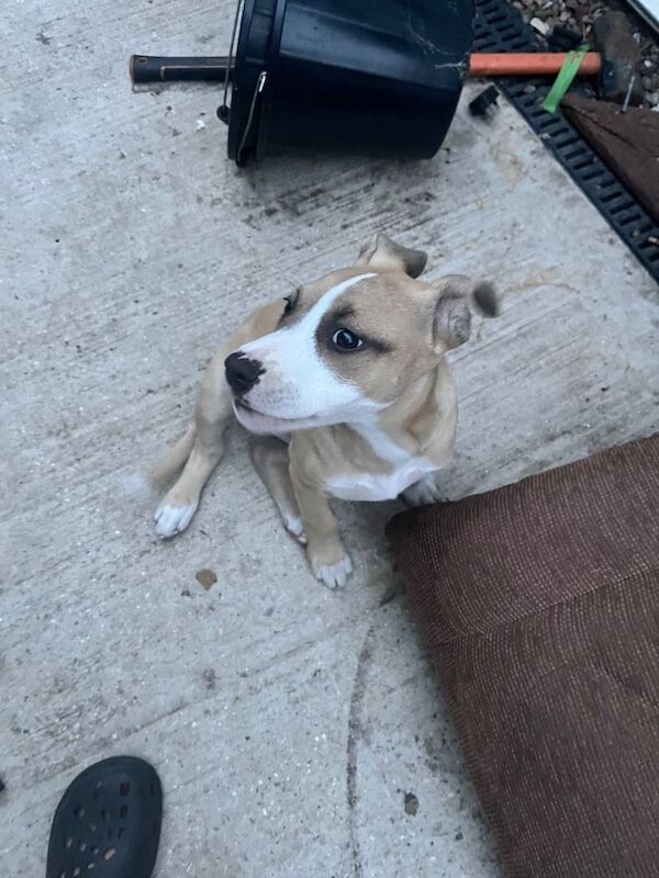 Staff puppy - Image 3 of 6