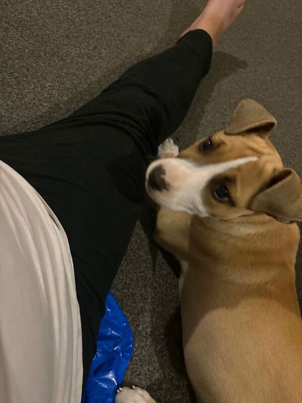 Staff puppy - Image 4 of 6