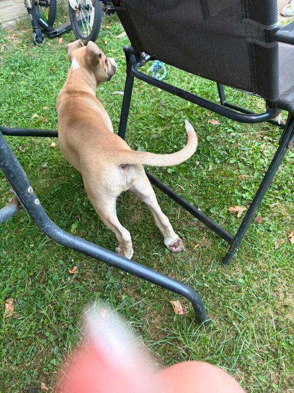 Staff puppy - Image 5 of 6