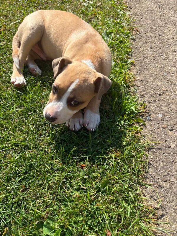 Staff puppy - Image 6 of 6
