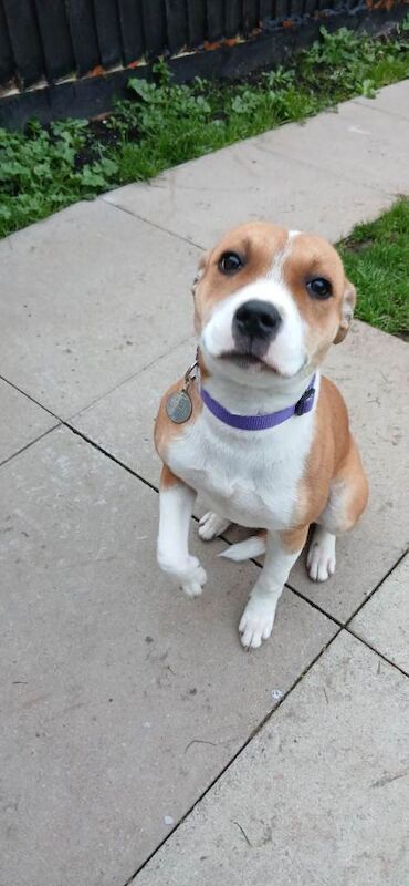 Staff puppy (girl) - Image 2 of 3