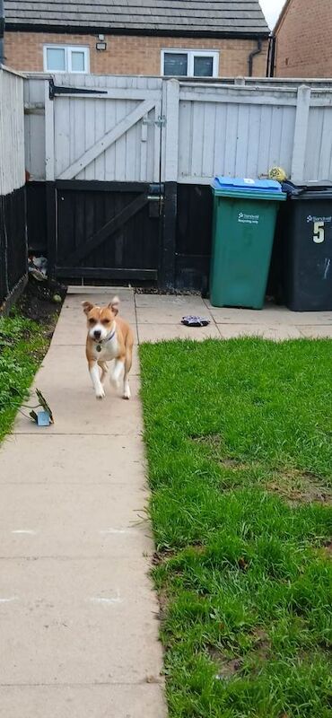 Staff puppy (girl) - Image 3 of 3