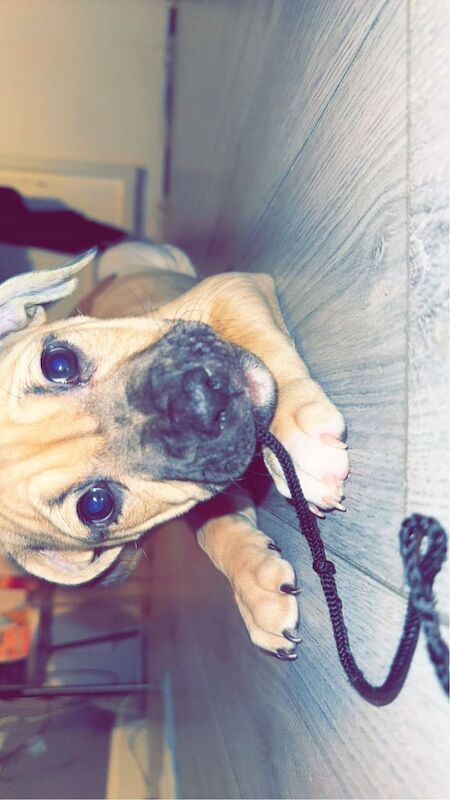 Staffordshire Bull Terrier puppies for sale in Toothill, Wiltshire – 1 year old - Image 1 of 3