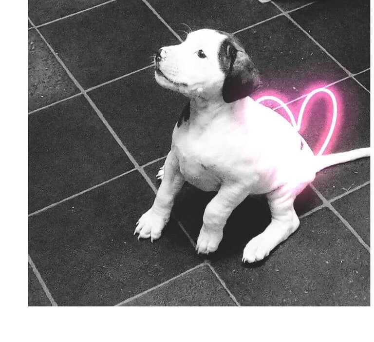 Staffordshire Bull Terrier puppies for sale in Toothill, Wiltshire – 1 year old - Image 2 of 3