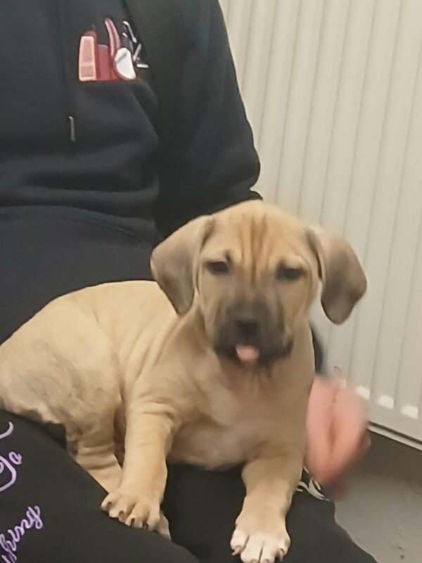 Staffordshire Bull Terrier puppies for sale in Toothill, Wiltshire – 1 year old - Image 3 of 3