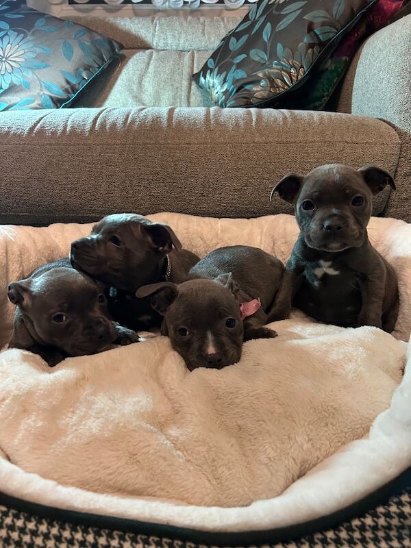 Staffordshire Bull Terrier puppies for sale in Birmingham, West Midlands – 8 weeks old