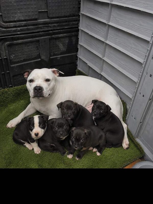 Staffie Puppies For Sale