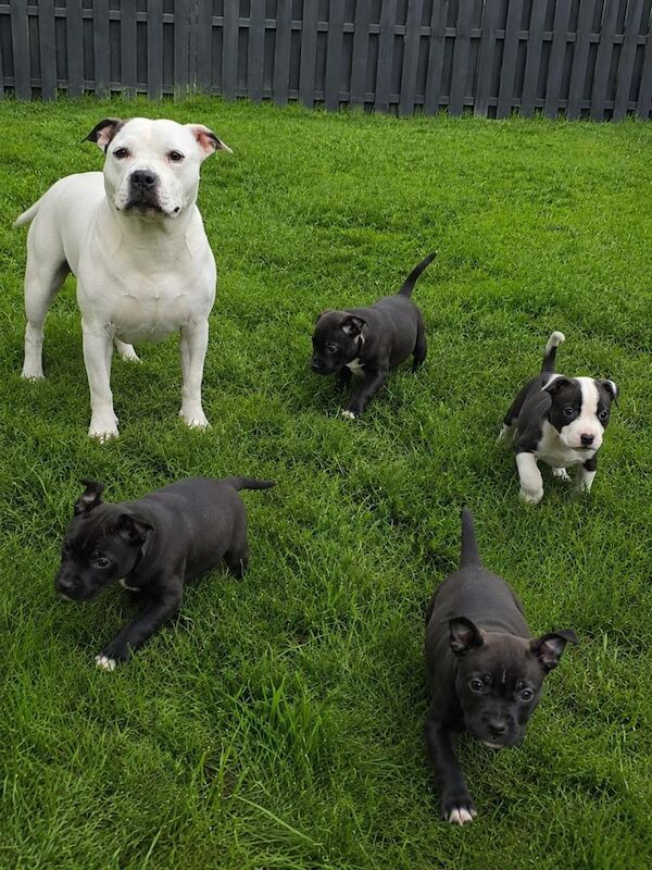 Staff pups - Image 2 of 3