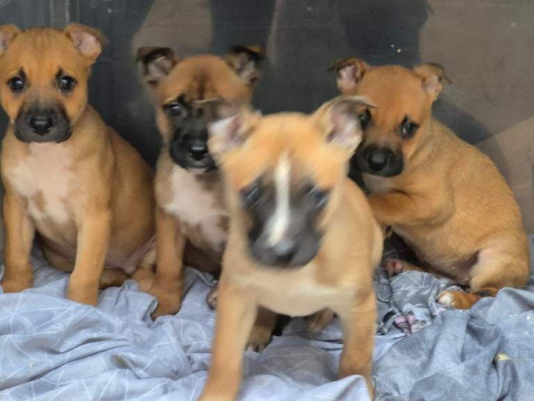 Staff pups
