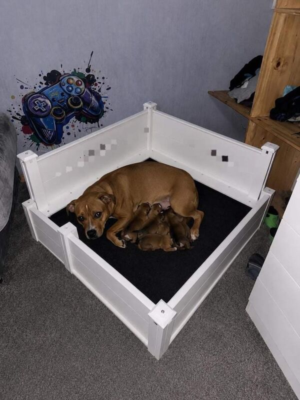 Staff pups - Image 2 of 2