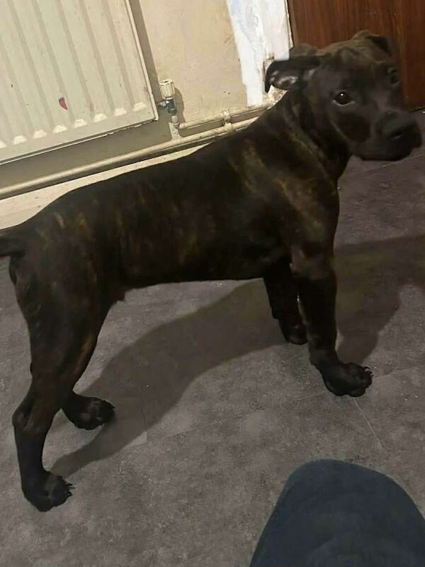 Staff x 6 month old