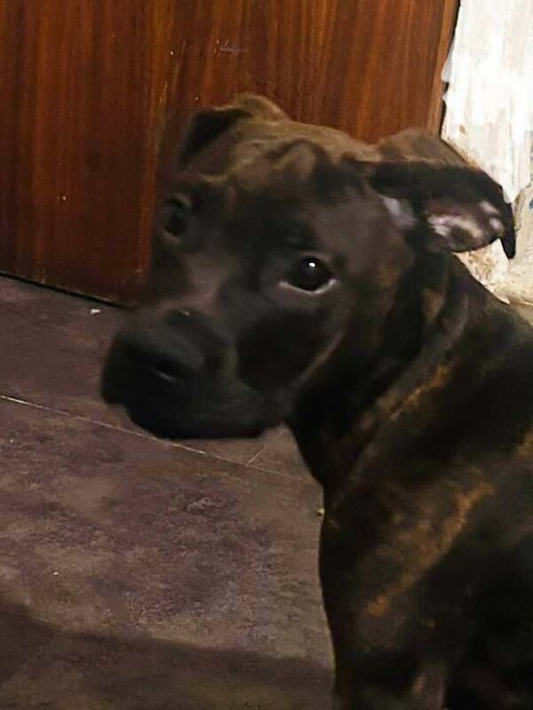 Staff x 6 month old - Image 2 of 2