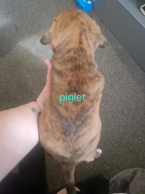 Staffordshire Bull Terrier puppies for sale in Sheerness, Kent – 3 months old - Image 2 of 5