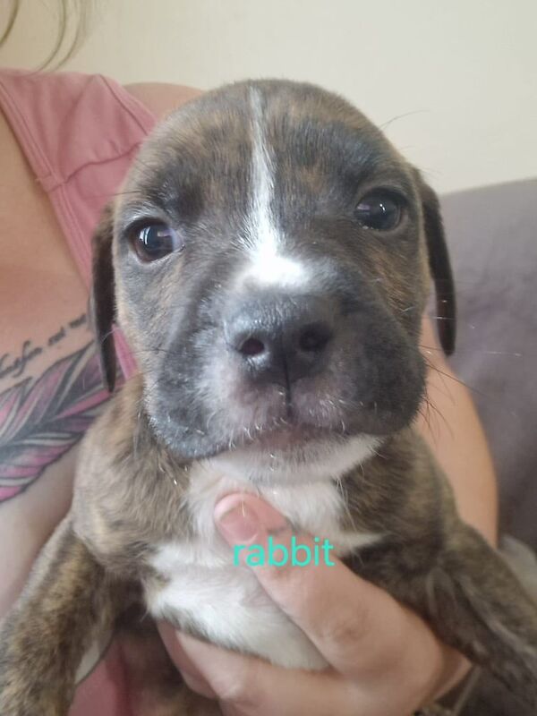 Staffordshire Bull Terrier puppies for sale in Sheerness, Kent – 3 months old - Image 3 of 5