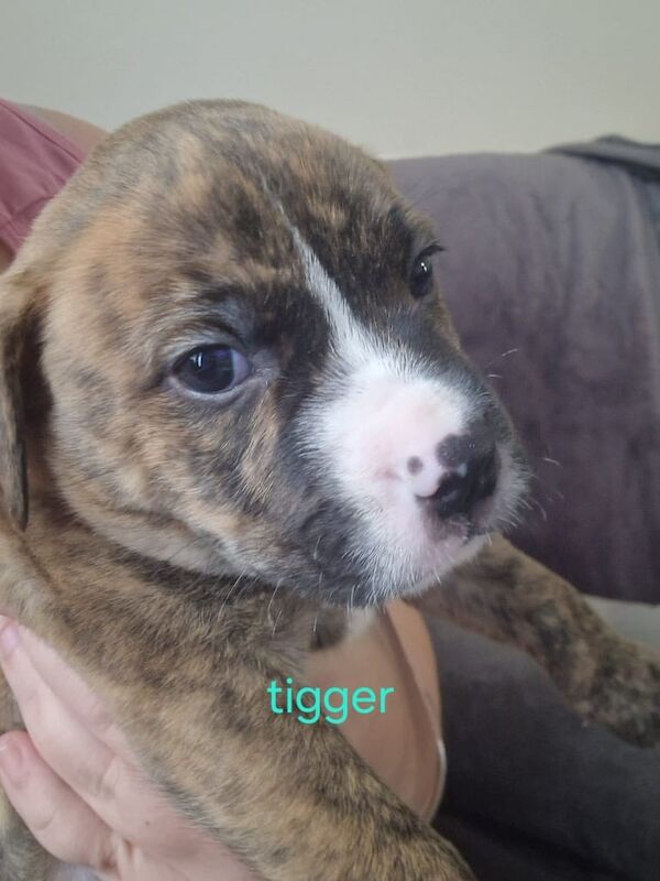 Staffordshire Bull Terrier puppies for sale in Sheerness, Kent – 3 months old - Image 4 of 5