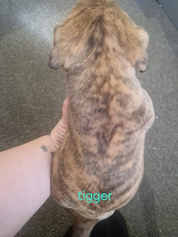 Staffordshire Bull Terrier puppies for sale in Sheerness, Kent – 3 months old - Image 5 of 5