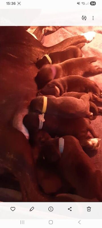 Staffordshire Bull Terrier puppies for sale in Newport – 5 months old