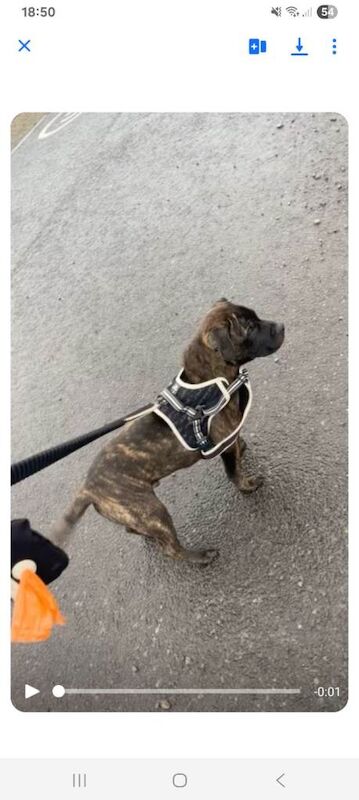 Staffordshire Bull Terrier puppies for sale in Newport – 5 months old - Image 3 of 3