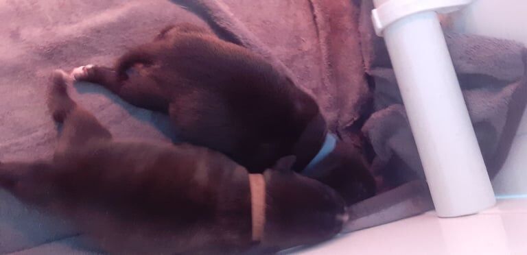 Staffordshire Bull Terrier puppies for sale in Newport, Isle of Wight – 3 months old - Image 2 of 3