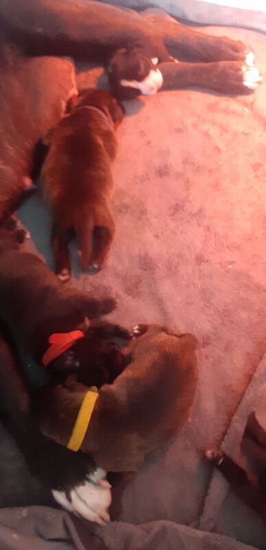 Staffordshire Bull Terrier puppies for sale in Newport, Isle of Wight – 3 months old - Image 3 of 3