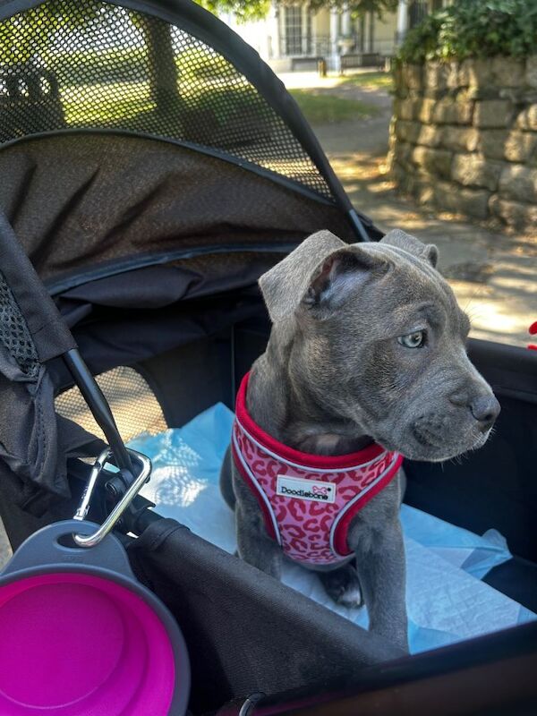 Staffordshire Bull Terrier Puppies For Sale Under £1,000