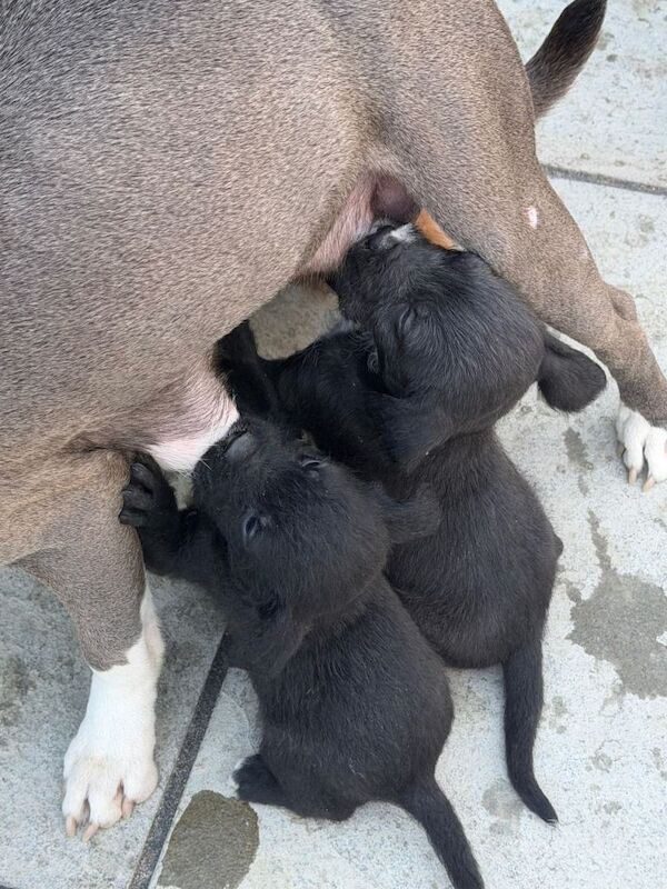 Staffordshire Bull Terrier Puppies For Sale Under £1,000