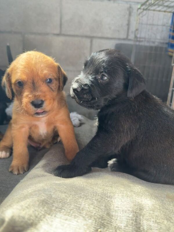 Staff X Cockapoo Lurcher Puppies - Image 2 of 6