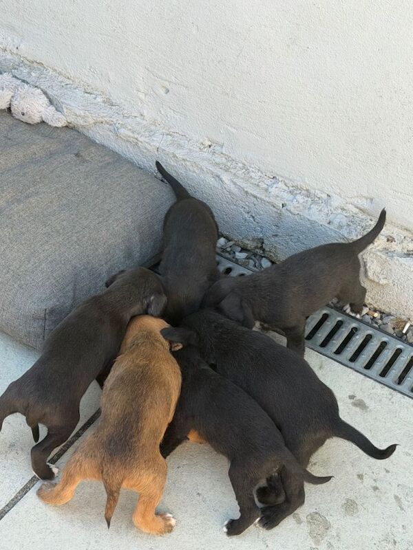 Staff X Cockapoo Lurcher Puppies - Image 3 of 6