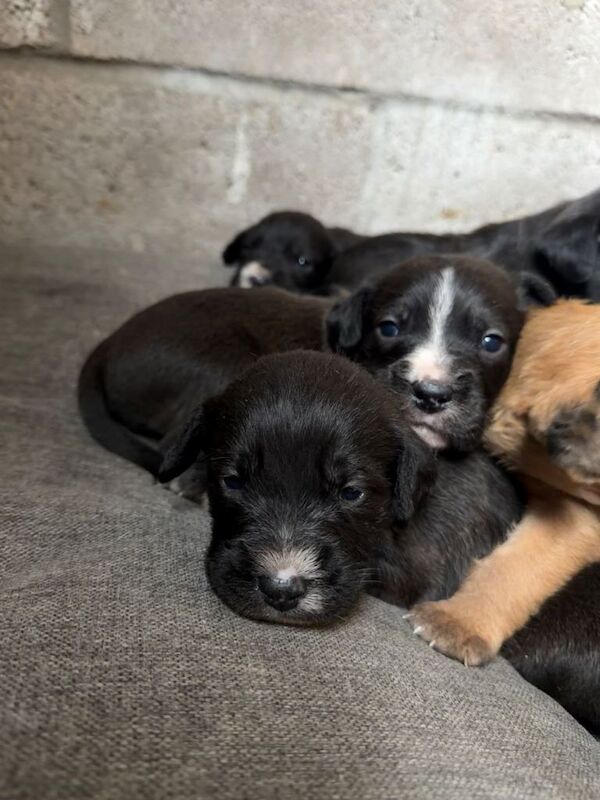 Staff X Cockapoo Lurcher Puppies - Image 4 of 6