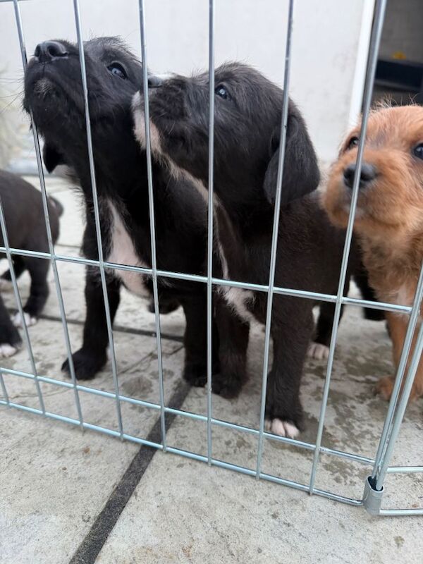 Staff X Cockapoo Lurcher Puppies - Image 5 of 6