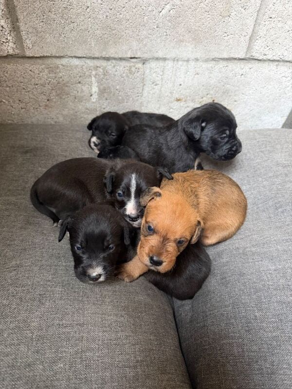 Staff X Cockapoo Lurcher Puppies - Image 6 of 6