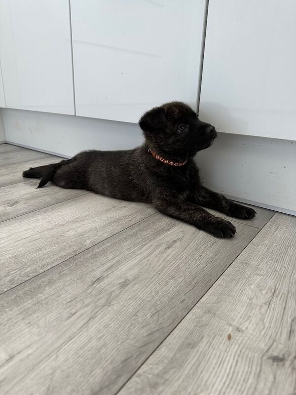 Staff x gas's puppies for sale in Arbroath, Angus