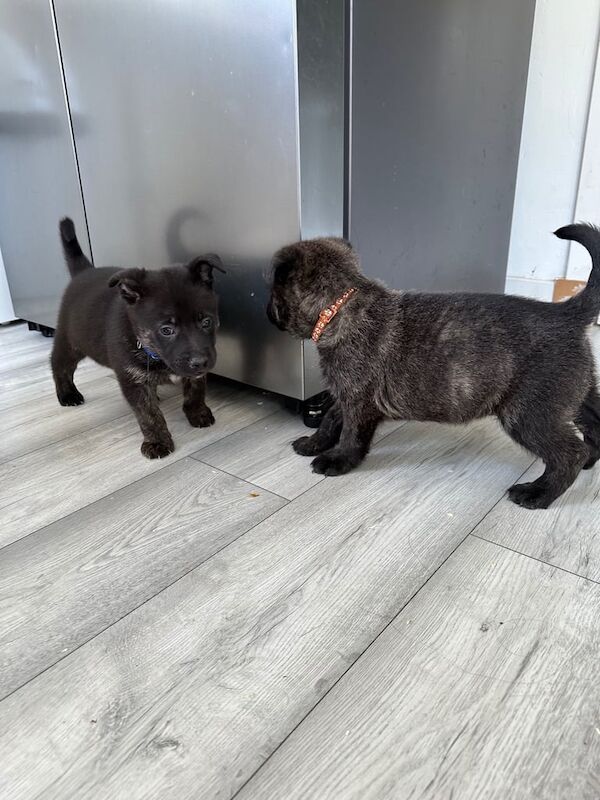 Staff x gas's puppies for sale in Arbroath, Angus - Image 2
