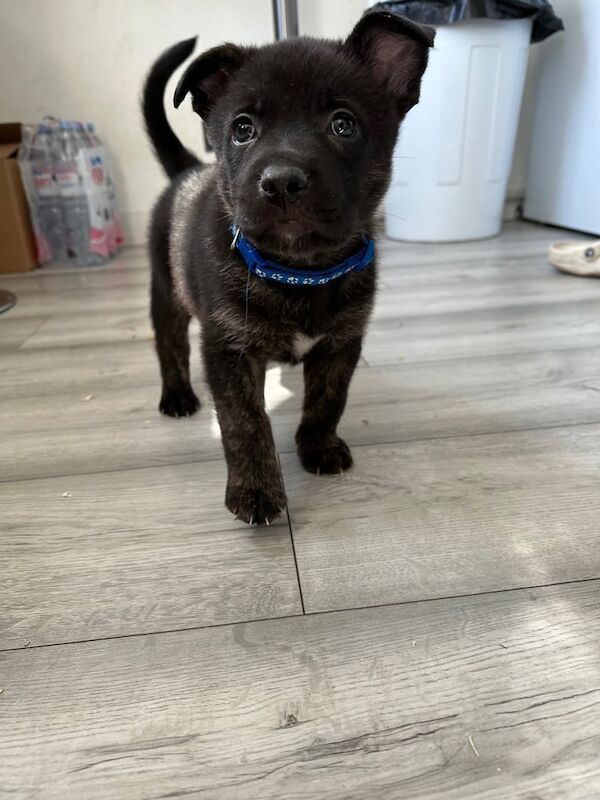Staff x gas's puppies for sale in Arbroath, Angus | Image 3