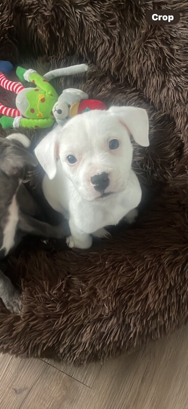 Staff x mastiff pup