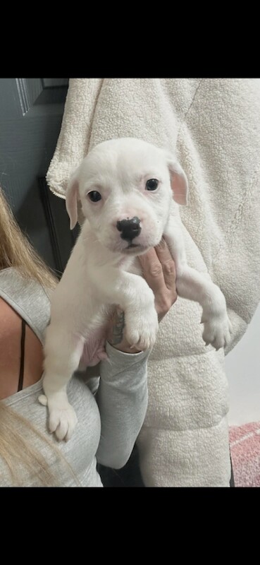 Staff x mastiff pup - Image 5 of 5