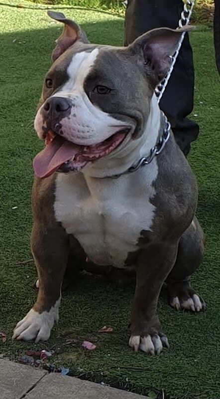 Staffordshire Bull Terrier puppies for sale in Preston, Lancashire – 2 weeks old