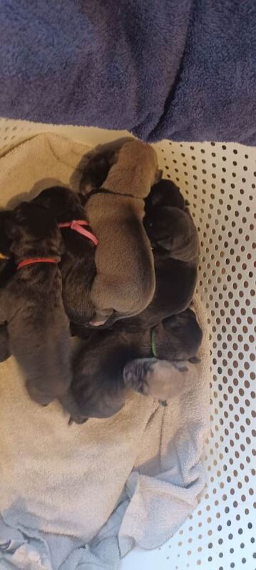 Staff x pups for sale