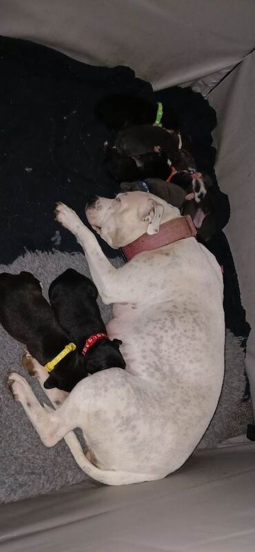 Staffordshire Bull Terrier puppies for sale in Malmesbury, Wiltshire – KC registered, 7 weeks old